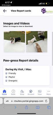 "Paw-gress" photo