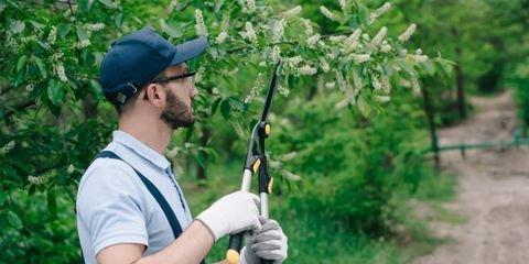 4 Tree Care Tips for Autumn