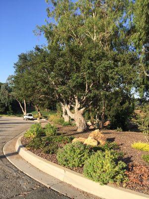 Our Oak tree was over grown, now we can see the trunk and branches.