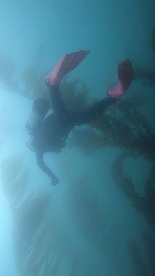 Kelp forest, La Jolla cove, scuba diver, la jolla