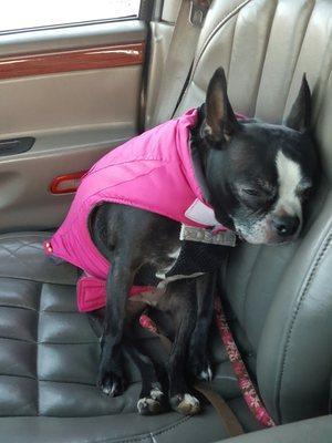 This was Sookie on the car ride home. She was ready for a nap after socializing and playing with the other dogs at Abby's!