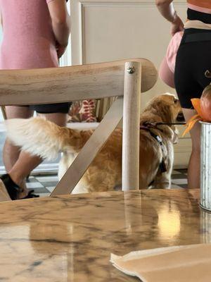 Retriever that jumped on counter