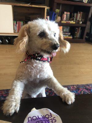 Post-haircut doggy