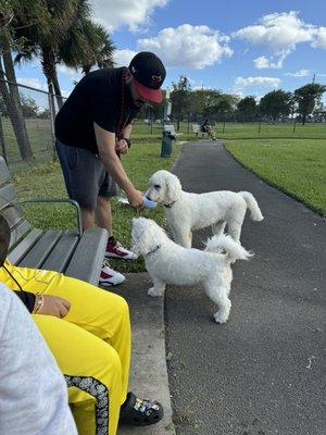 Pups enjoying the dog park