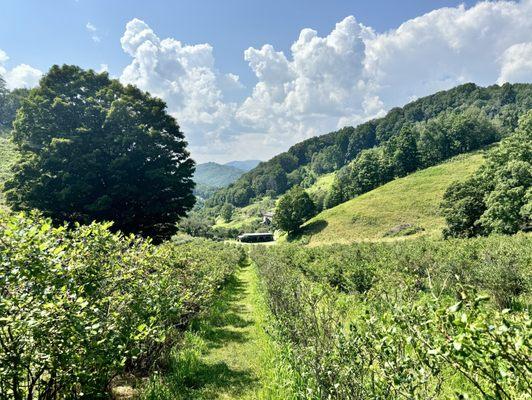 Rows and rows of delicious blueberries!