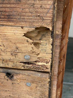 Drywood Termites damage. Drywood Termite droppings at the bottom of the damaged wood siding.