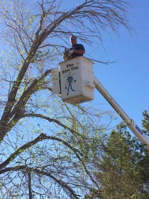 Tree Trimming services