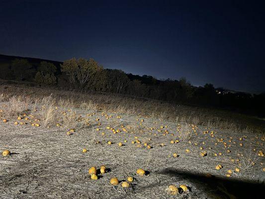 Pumpkin harvest time