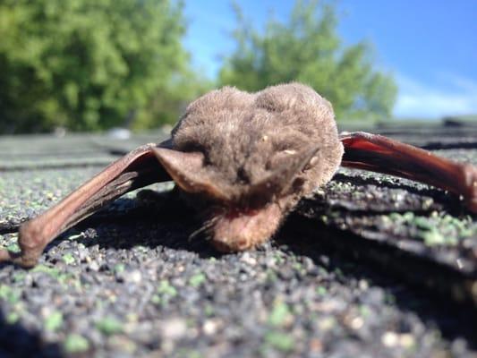 Western Bat Specialists will not harm bats! they love Bats!