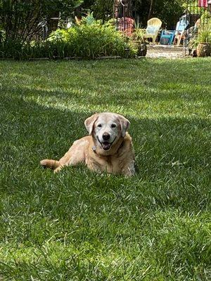 Dogs love healthy turf