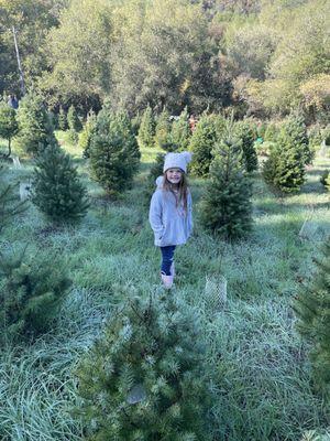 Castro Valley Christmas Tree Farm