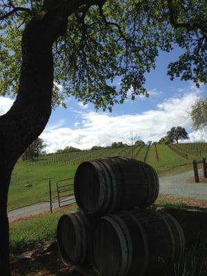 Barrels and vinyards