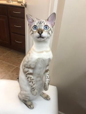 Cesar -- our one year old Snow Bengal cat