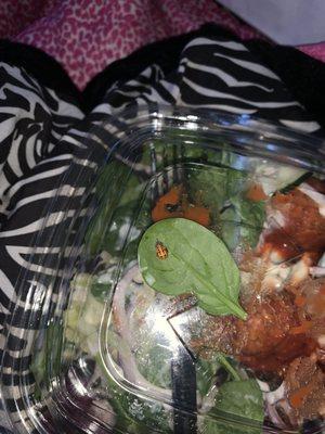 Lady bug in salad, called them and told them and all they said was "we probably just didn't pick through the moldy spinach"