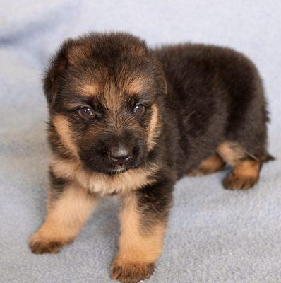 Little now, but look at those tree stumps for legs. He's going to be an impressive boy.