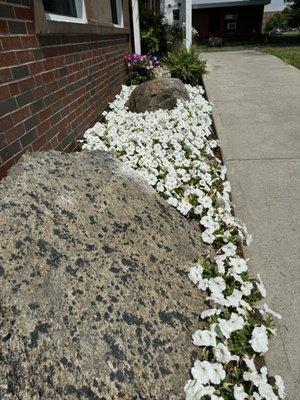 White Petunias