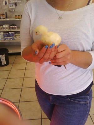 Cute little chicks for sale only $2.25. The lady holding this chick thought this little chick was so cute, until it pooped ! Lol