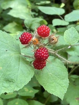 Wild raspberries are all over the park and they don't taste too bad. I also saw some wild blackberries along another trail.