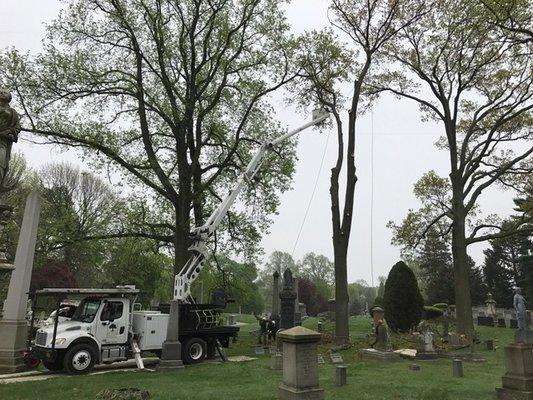 Tree removal at Green-Wood Cemetery.