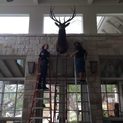 We're hanging this big buck!