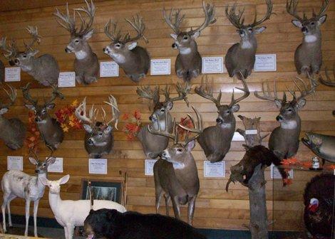 There are over 160 bucks on our wall of Whitetail Deer - including replicas of Milo Hanson, Jordan Breen & Hole in the Horn