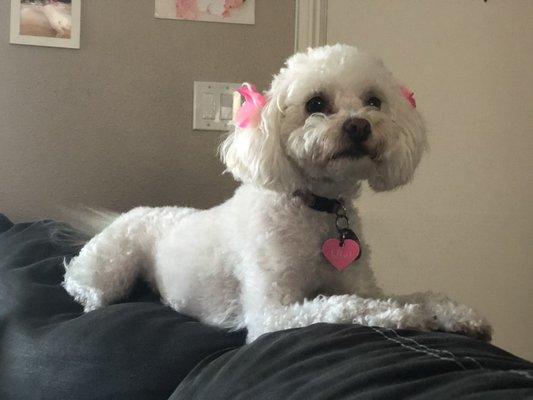 My maltipoo, Lily!