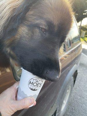 Another pup cup scarfed down from Moe's espresso in Arlington Washington. Yummy coffee drinks and friendly service.