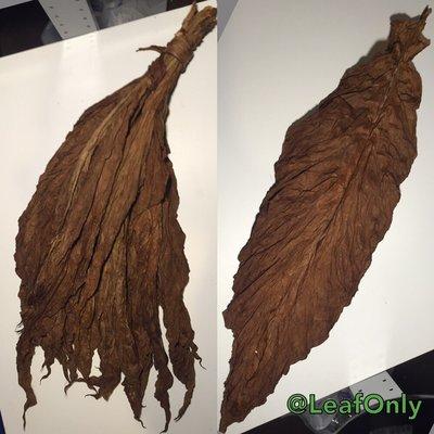 Aged QB-52 Fronto Leaf Wrapper