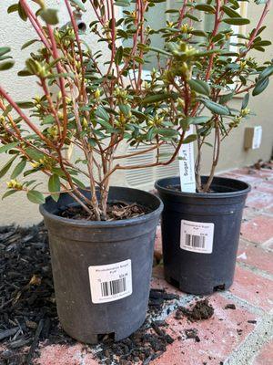 Bought 2 Rhododendron sugar puff