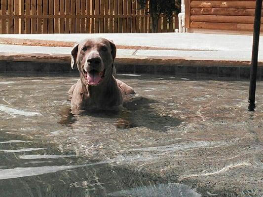 Dogs day in pool