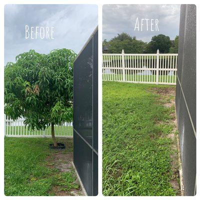 Tree removal and stump grinding