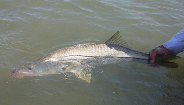 www.floridasportfishingcharters.com
 snook at flamingo again