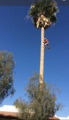 Tree Trimming