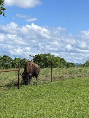 Pictures of the Buffalo as they are shedding their winter coats.