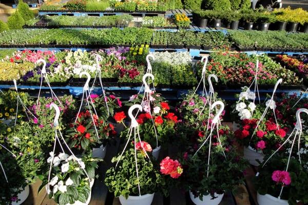 Hanging Baskets, Perennials.