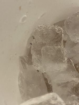 Ice w/ a side of ants.