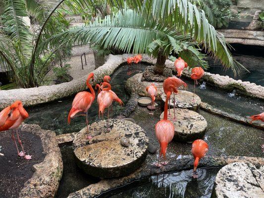 Flamingoes