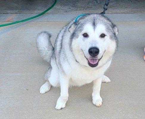 Outside so you can see her front. Alaskan Malamute-Arya