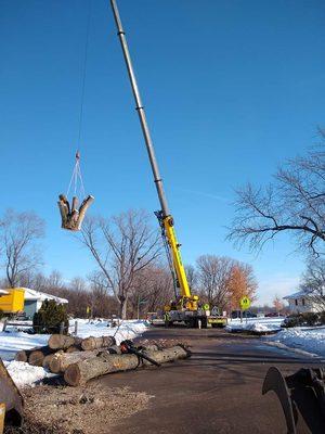 Arbor Tree Service