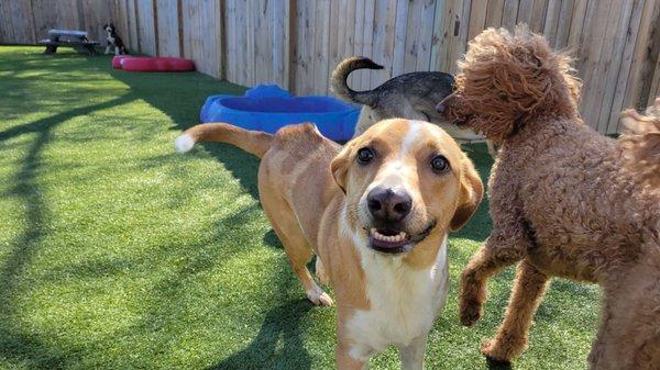 Chantz and friends she plays with at doggy daycare