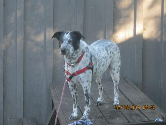 Our dog decided to get on top of the picnic table, I think she was afraid of the snake.  :-)