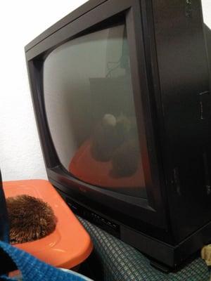 The old tv