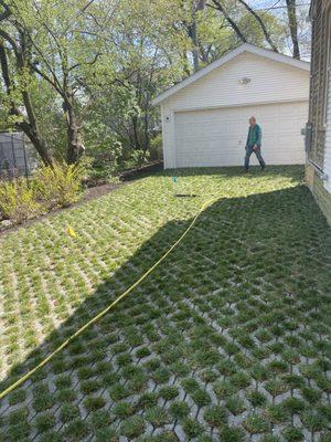 Our grassy driveway