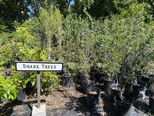 Shade trees