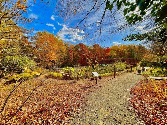 Tyler Arboretum -- Late October