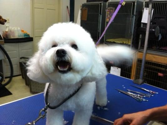 Jasper-one of our cute grooming dogs