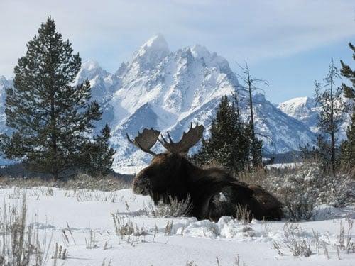 Bull moose in Grand Teton National Park