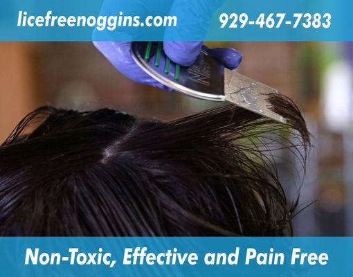 natural lice treatment service