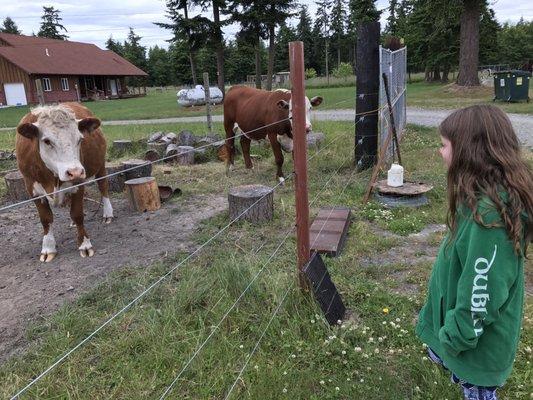 Cow staring contest