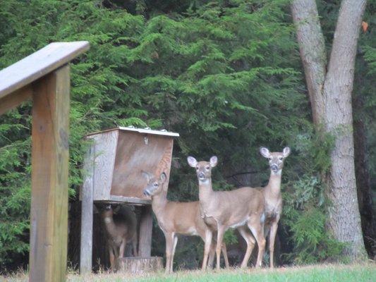 DAILY VISITS FROM WILDLIFE